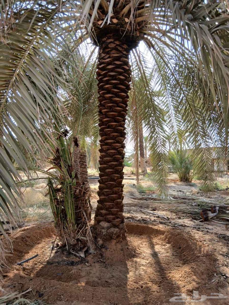 Fattening and cleaning of chicks, incubation of chicken eggs, and planting of palm trees64241847151873112