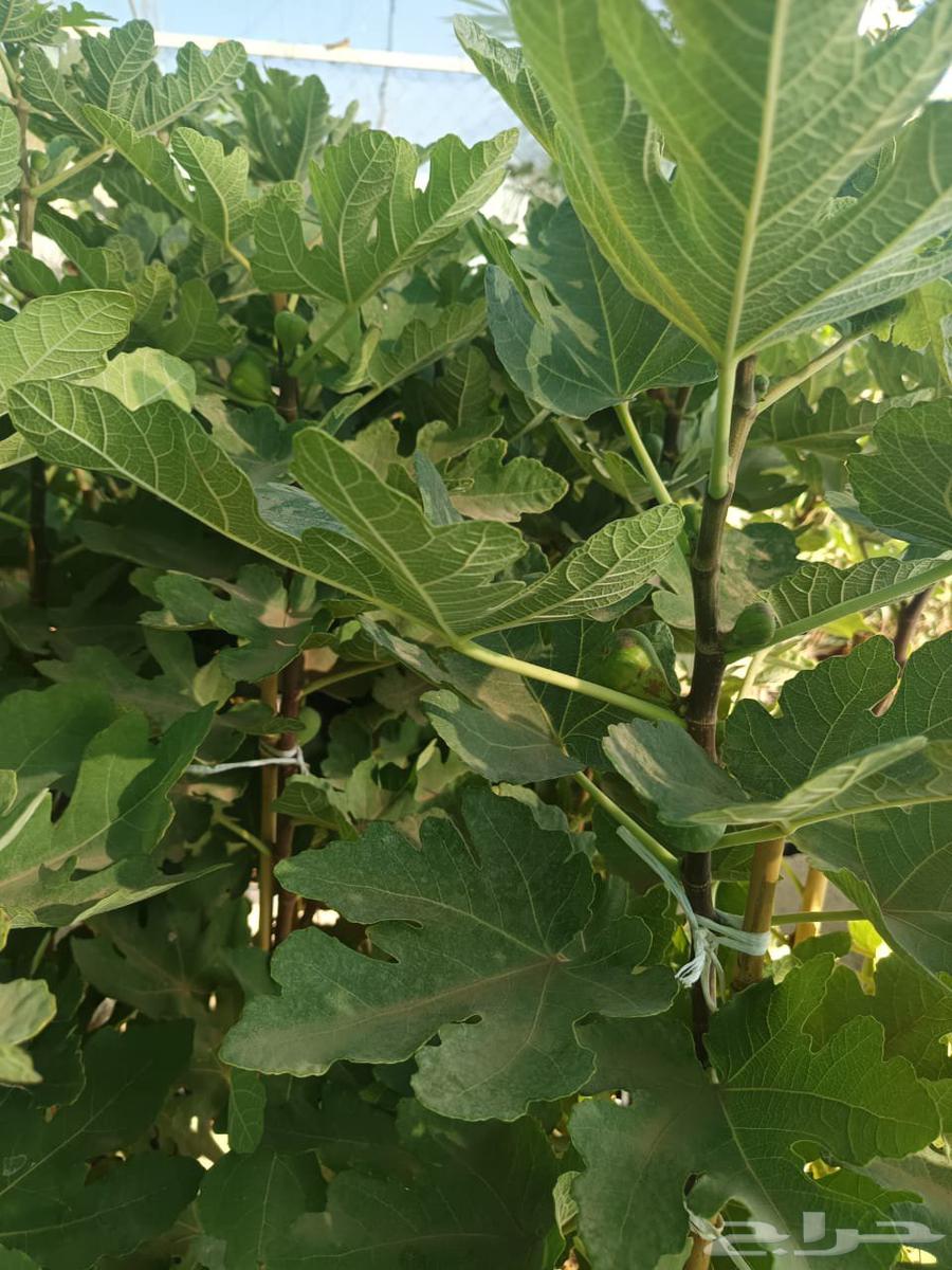 زراعة الحدائق المنزلية64241847208066113