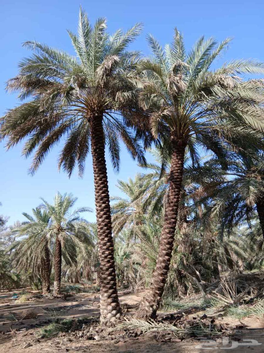 Fattening and cleaning of chicks, incubation of chicken eggs, and planting of palm trees64241847151873111