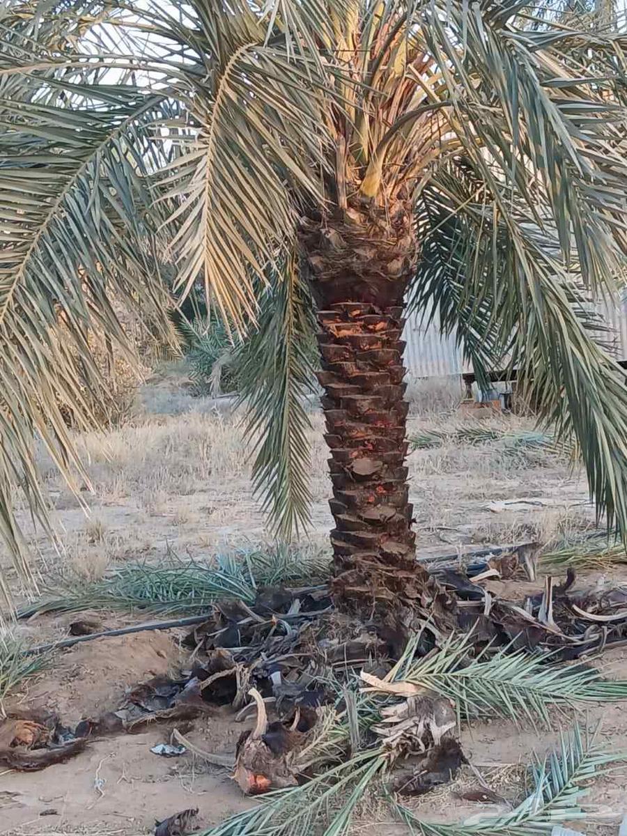 Fattening and cleaning of chicks, incubation of chicken eggs, and planting of palm trees64241847151873110