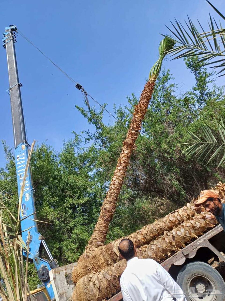 مقاول شبوك وزراعة النخيل64240786290947112