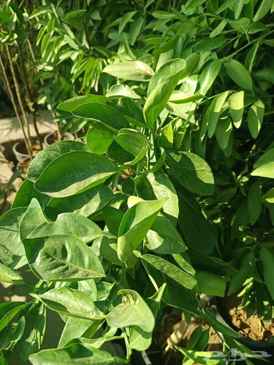 زراعة الحدائق المنزلية64241847208066114