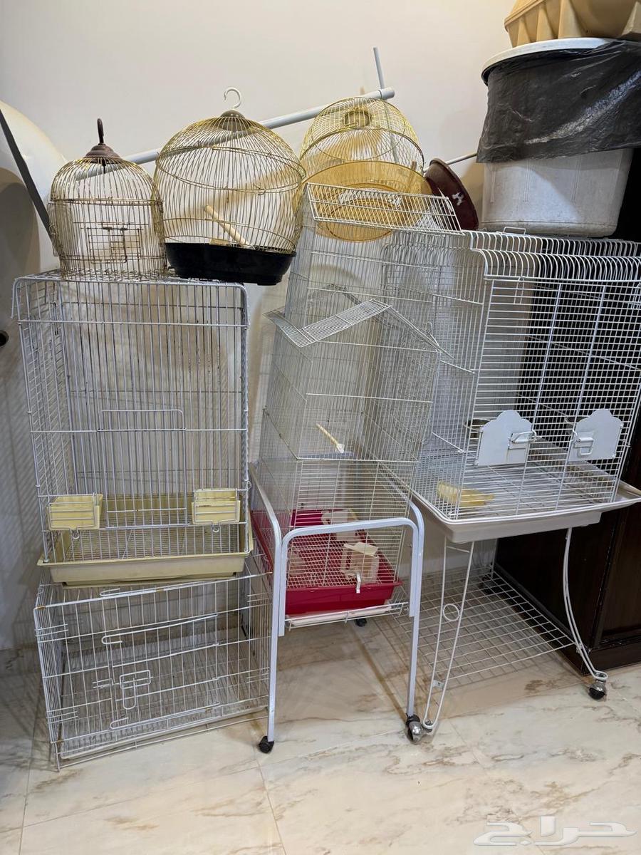 شبوك طيور استخدام نظيف للبيع64244832627715110