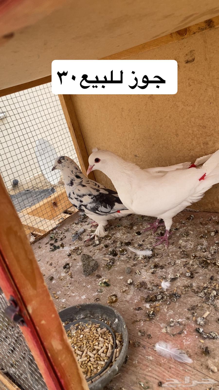 حمام وطلبات للبيع64253985918338111