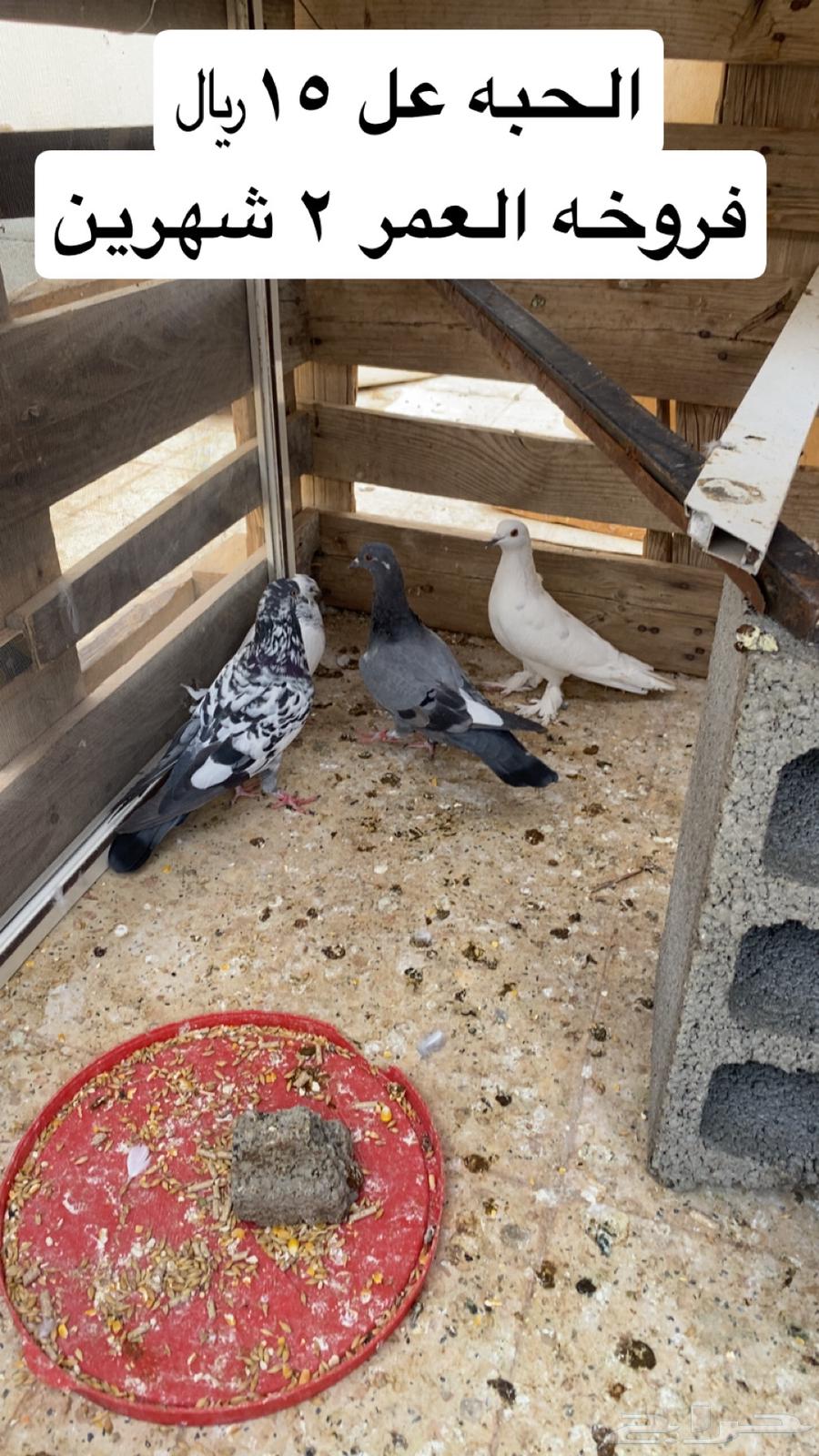 حمام وطلبات للبيع64253985918338110