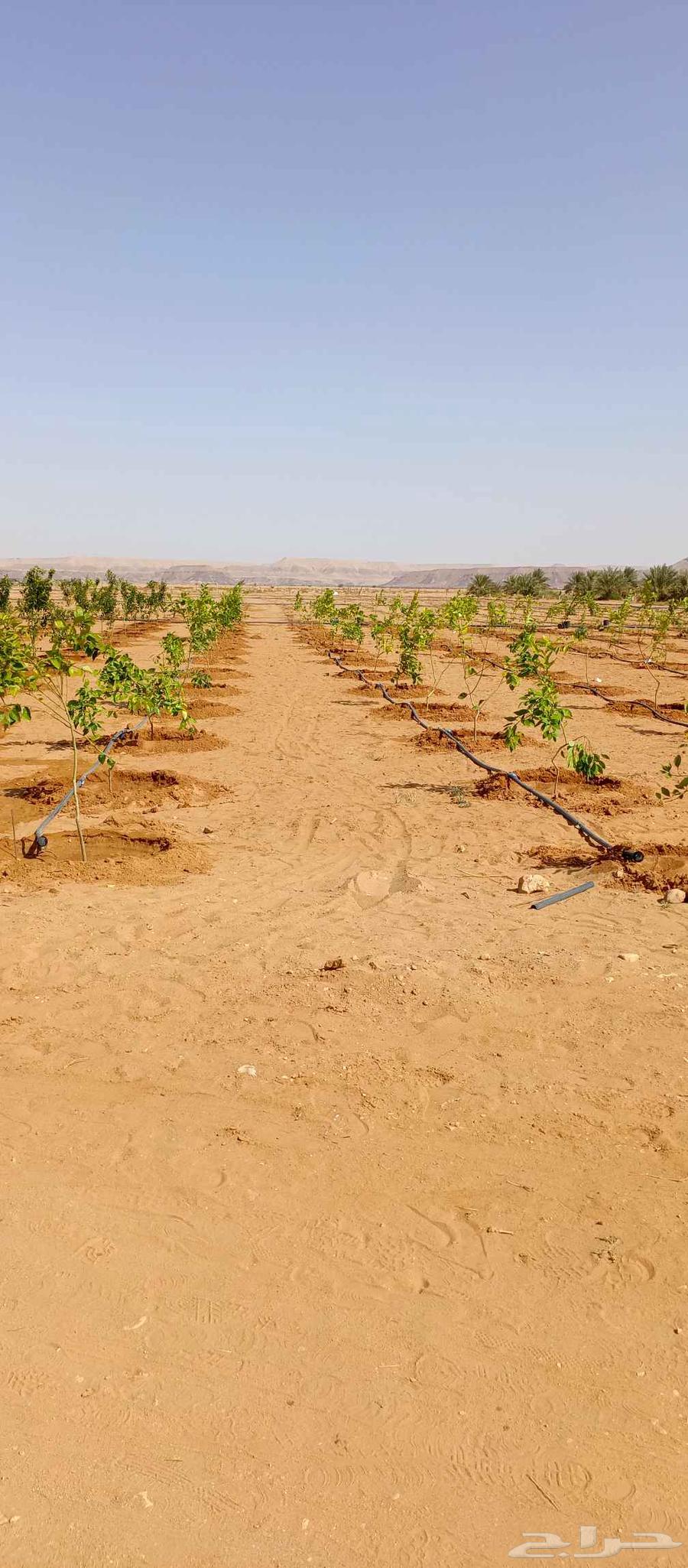 من تنفيذ اعمالنا الي حاب يتواصل64254509593857111