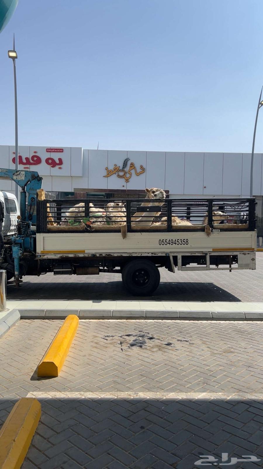 Transport camels in Qassim walking to Riyadh64253986669698112