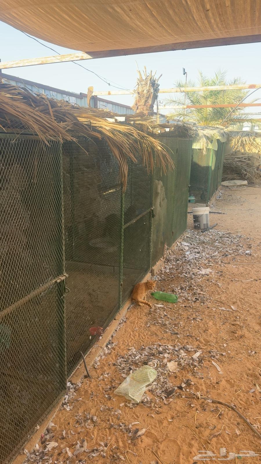 شبوك حمام64249722312707110