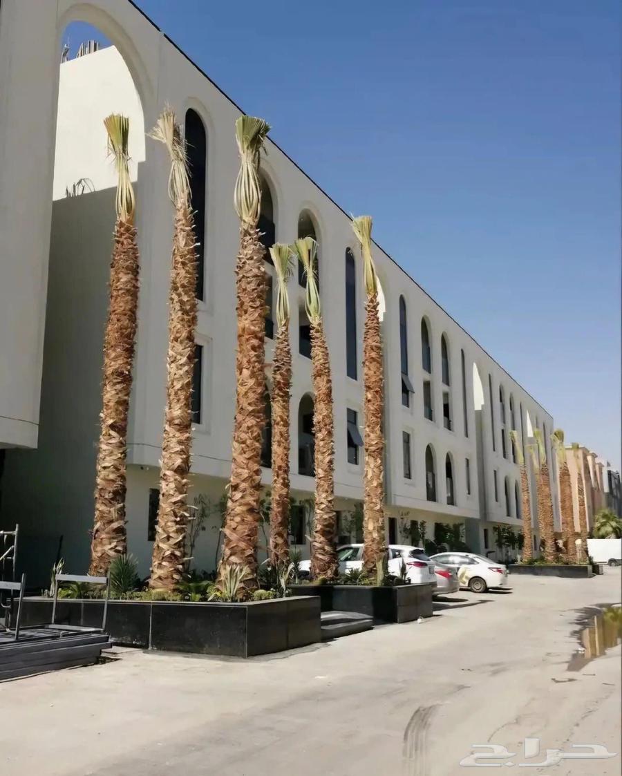 زراعة نخيل واشنطونيا64244999574786112