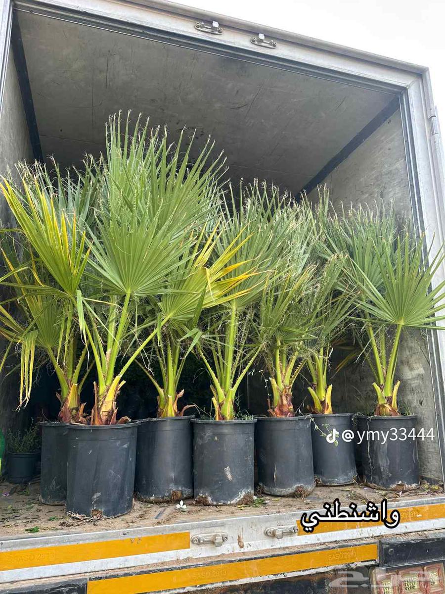 مقاول شبوك وزيتون64250136764545112