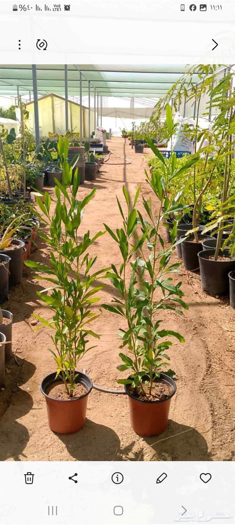 Landscape and irrigation network design by Engineer Abu Al-Hassan, supply and installation64244998898051114