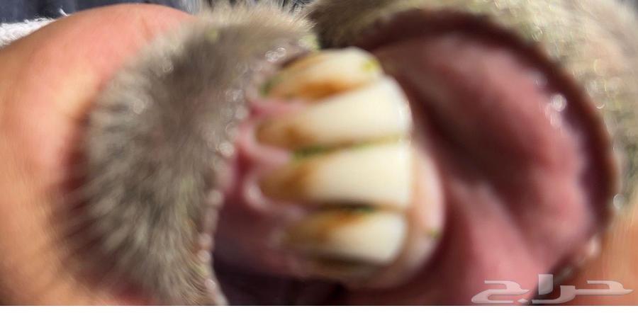 نعجه للبيع64249724826754110