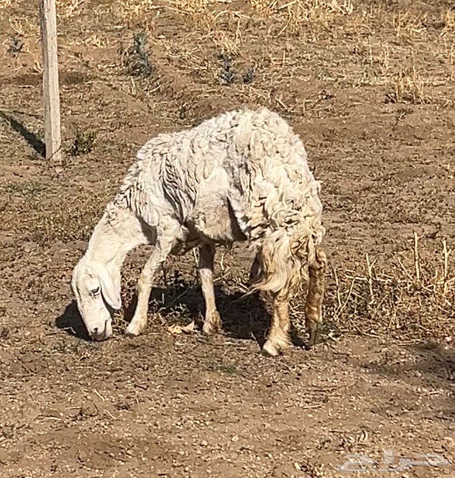 نعجه للبيع64249724826754111