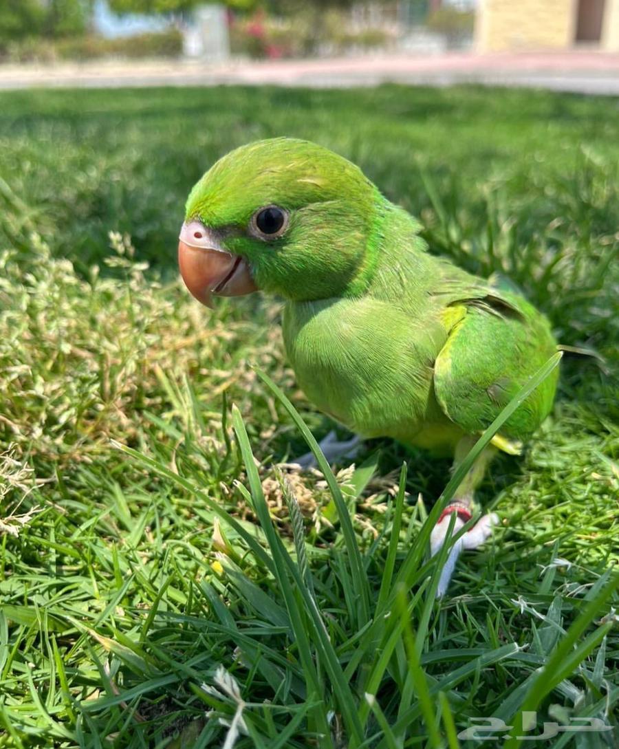 تدريب الطيور على( الهدد-الدوران ) طيور الزينه64250138213123110