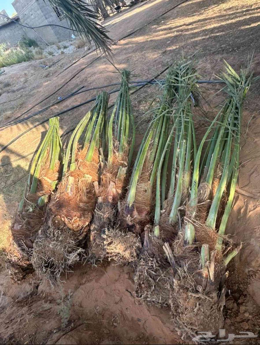 قلع وتوريد نخيل64254823304961113