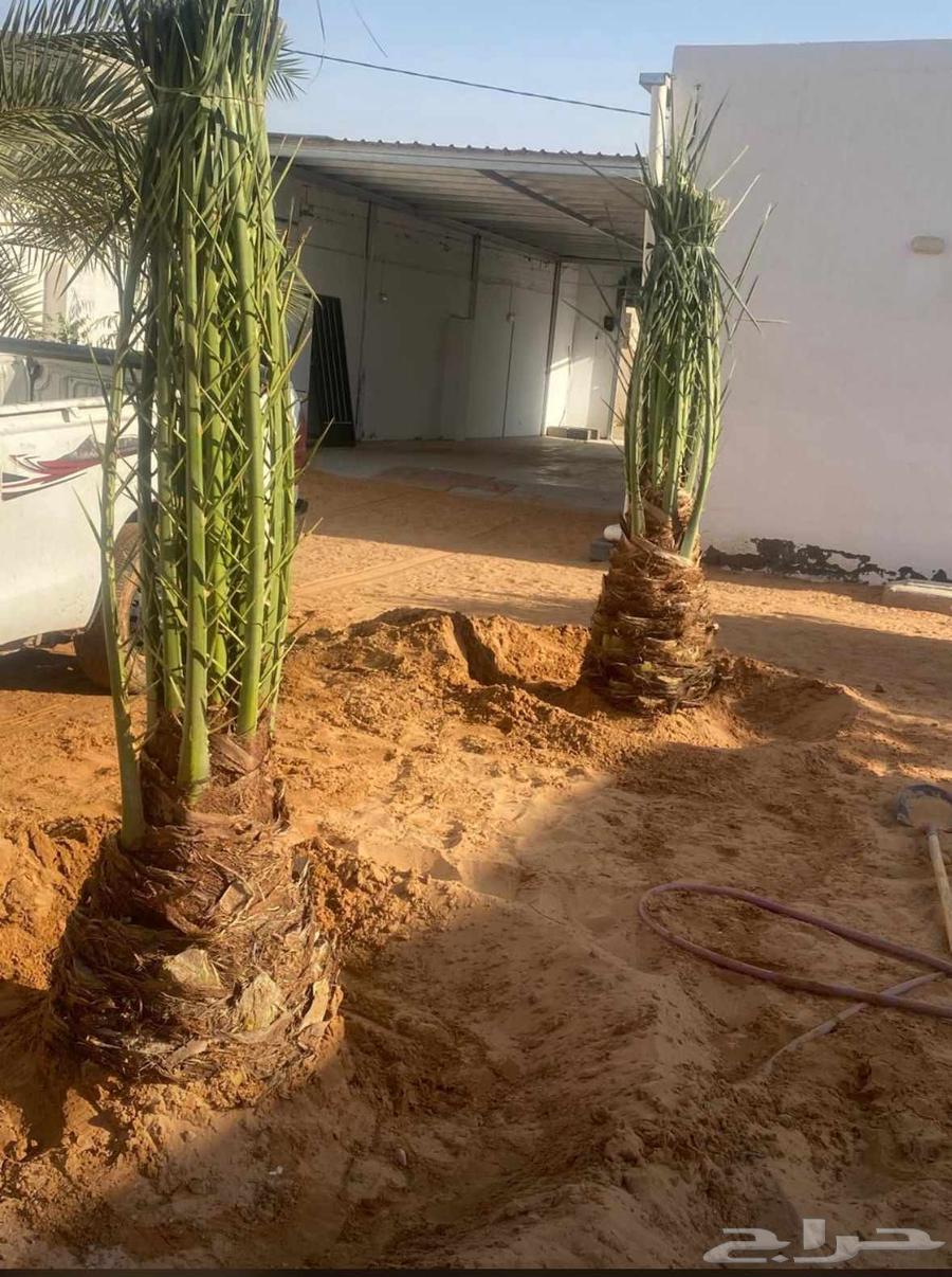 قلع وتوريد نخيل64254823304961111