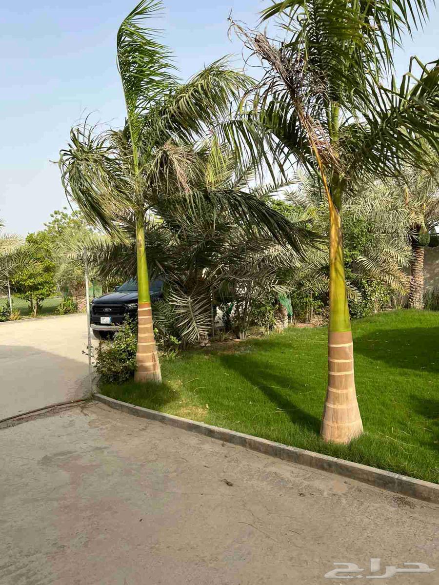 تنسيق حدايق وتركيب شبكات الري والعشب الصناعي وعلاج النخيل64254667983746114