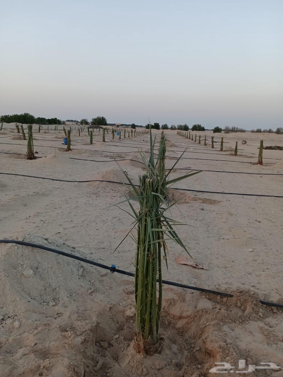 نخل خلاص متواجد اليوم في الحفر64249723162626110