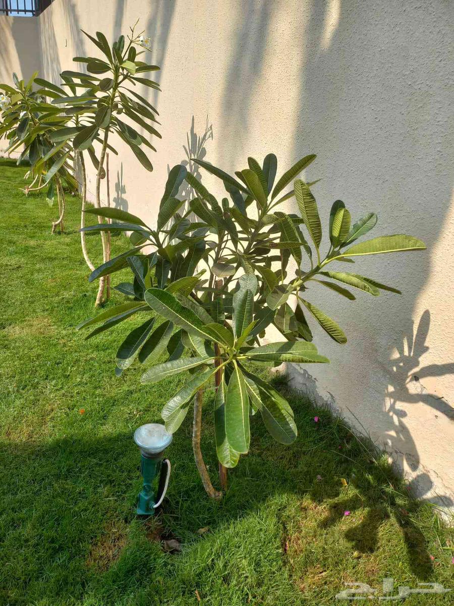 تنسيق حدائق وزراعه وتنظيف النخيل64250136549377110