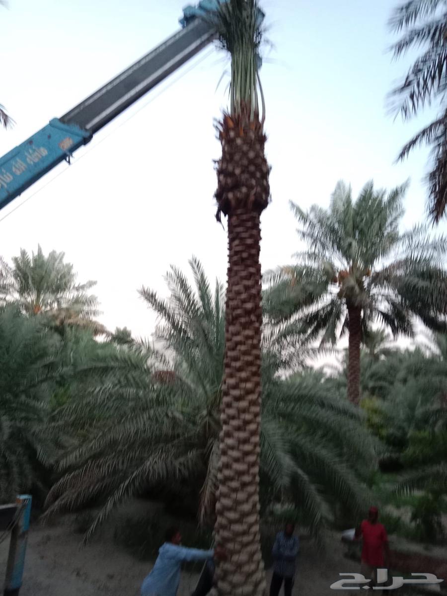 مقاول شبوك وزراعه نخيل64254507806978112