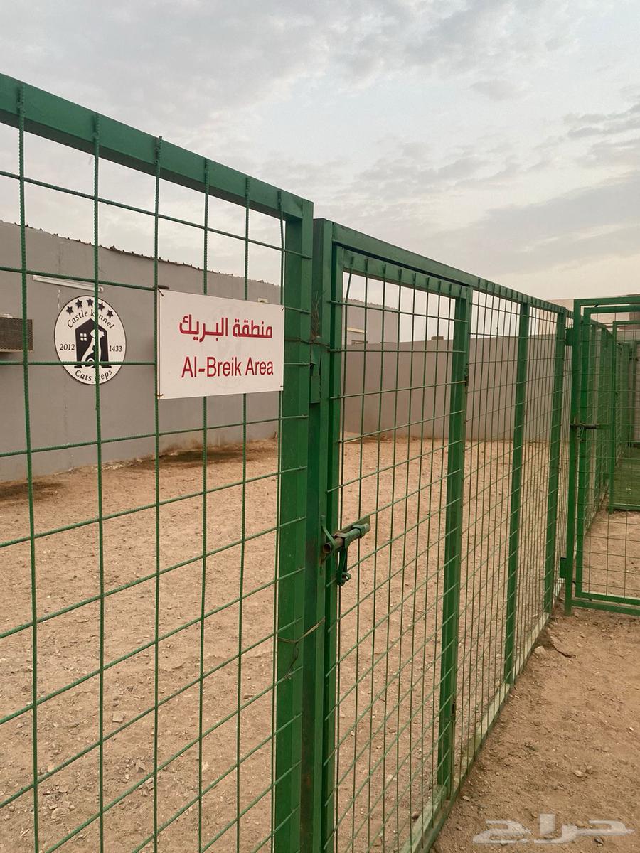 فندقة وتدريب كلاب64254957007234113