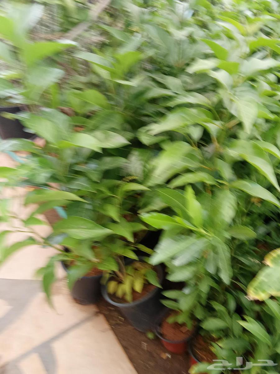 تنسيق حدائق64249939648899112