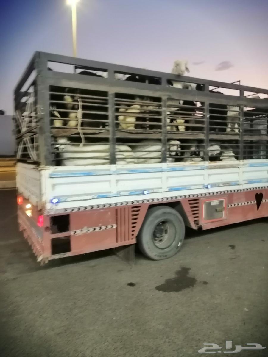 Dana Livestock Loading64249940789507110