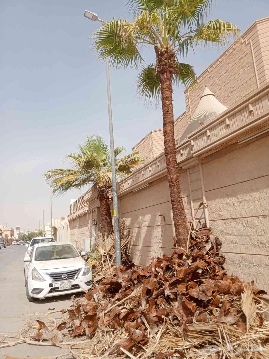 Trimming, cleaning, and pruning of Arabian and Washingtonia palm trees, and changing the soil64249505516033112