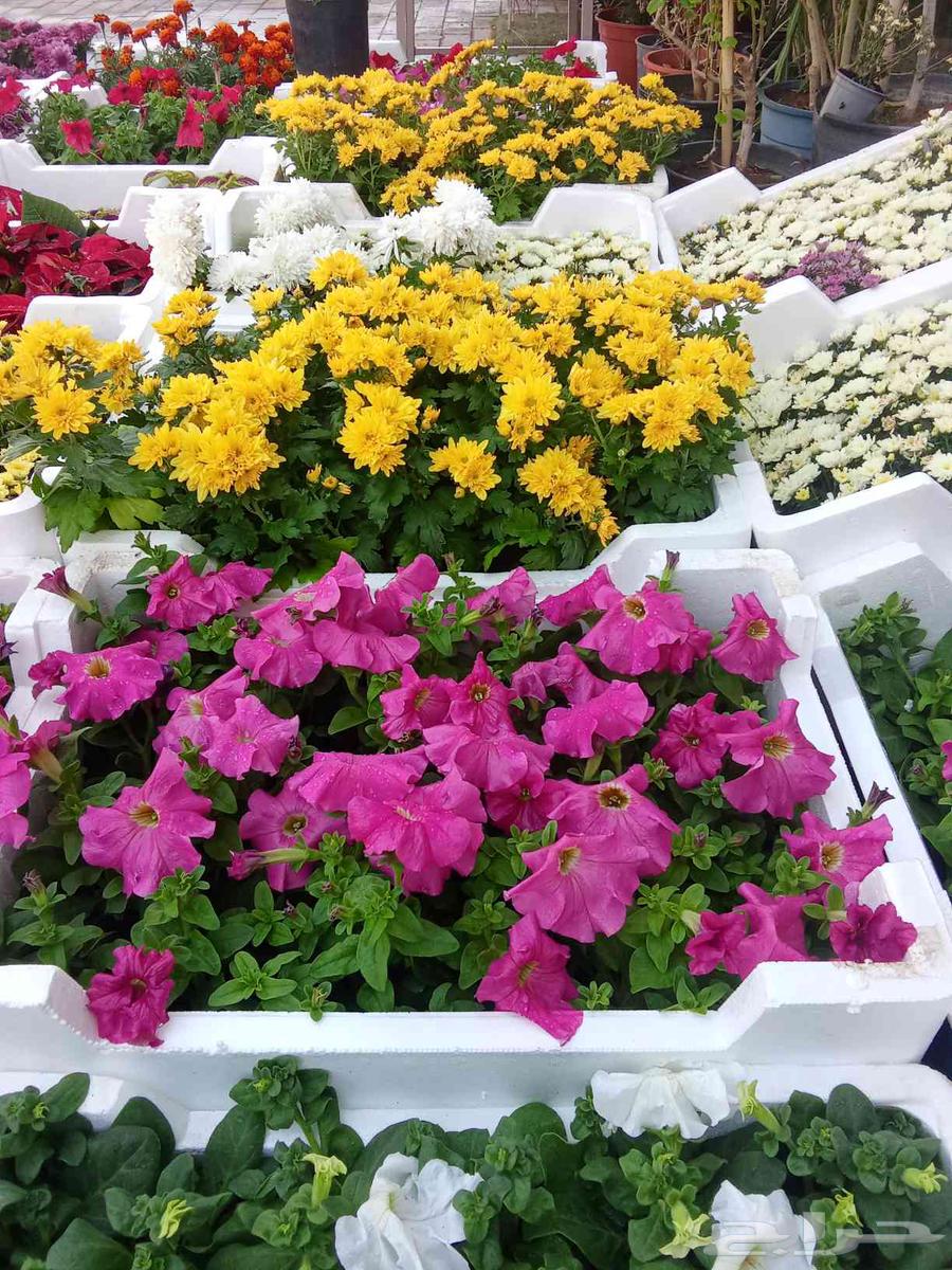 تنسيق حدائق64249939648899110