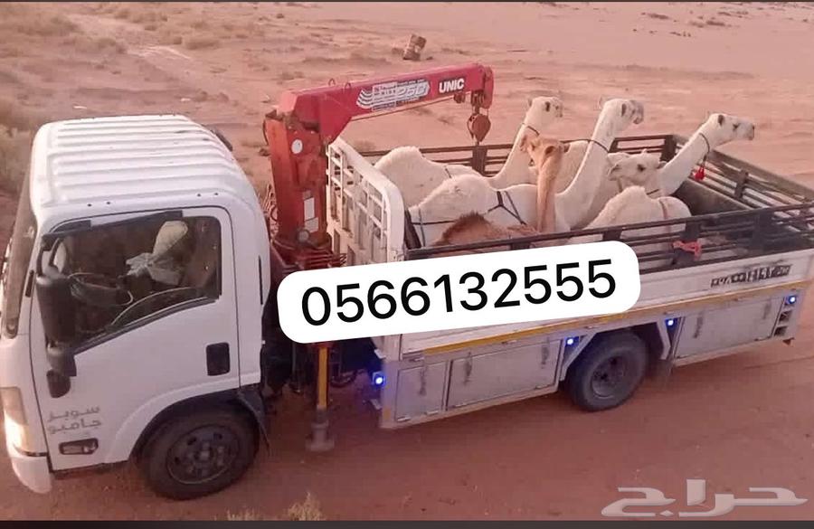 دناء ونش لتوصيل الابل وغيرها64249724437506110