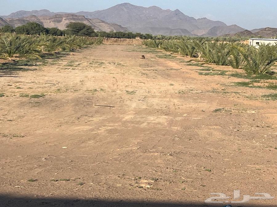 مطلوب مزرعة بالمندسة64254145250178110