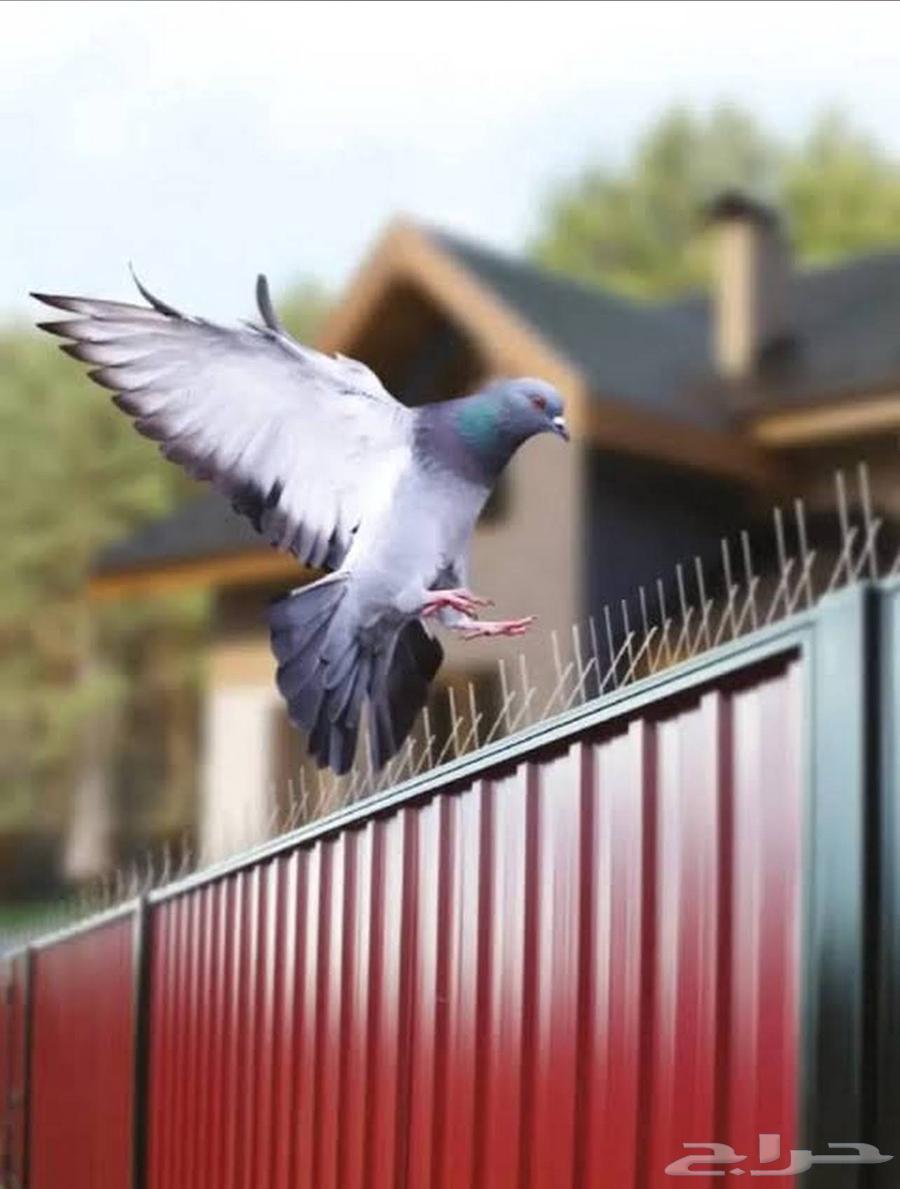 تركيب طارد حمام بجده64244998890113114