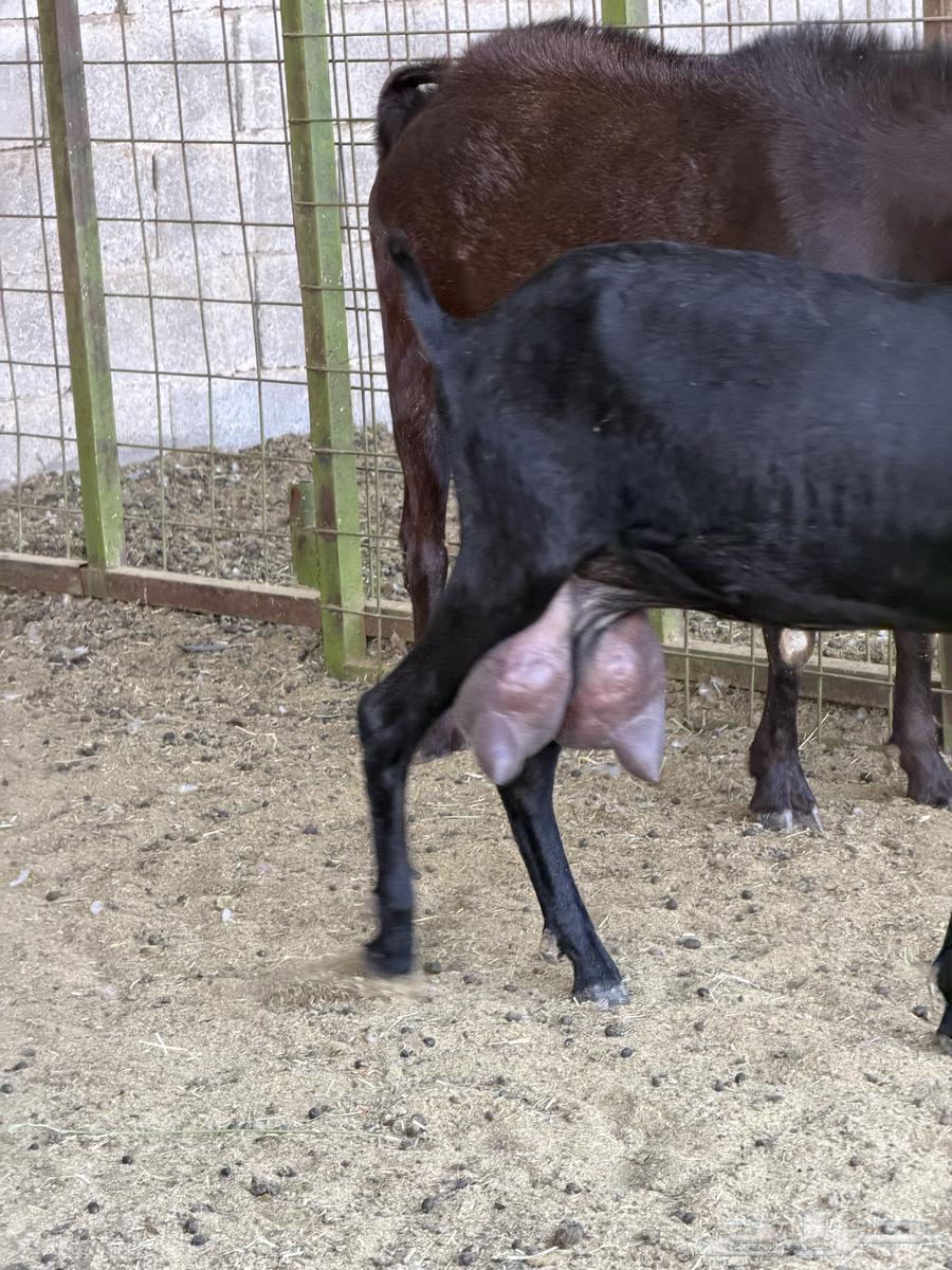 تيس مرسيانو فاخر من الآخر64254509796097113