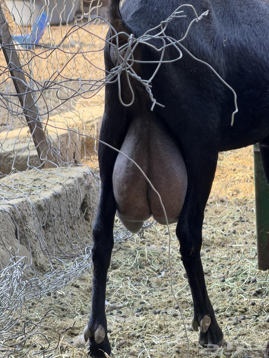 تيس مرسيانو فاخر من الآخر64254509796097112