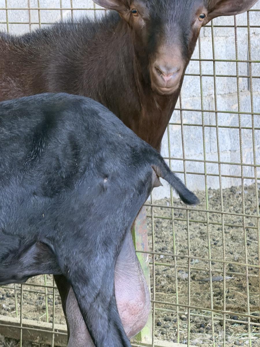 تيس مرسيانو فاخر من الآخر64254509796097114