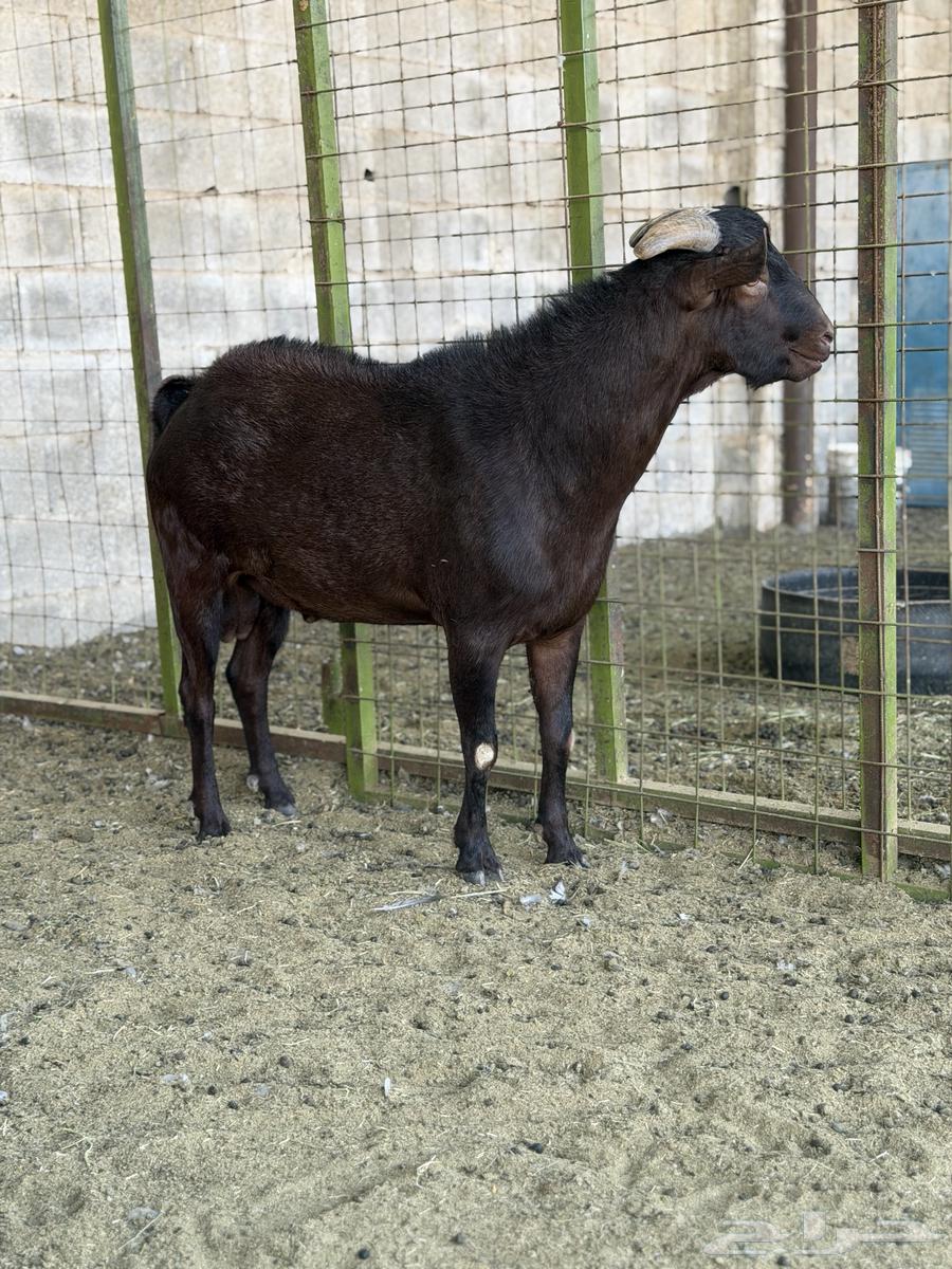 تيس مرسيانو فاخر من الآخر64254509796097110