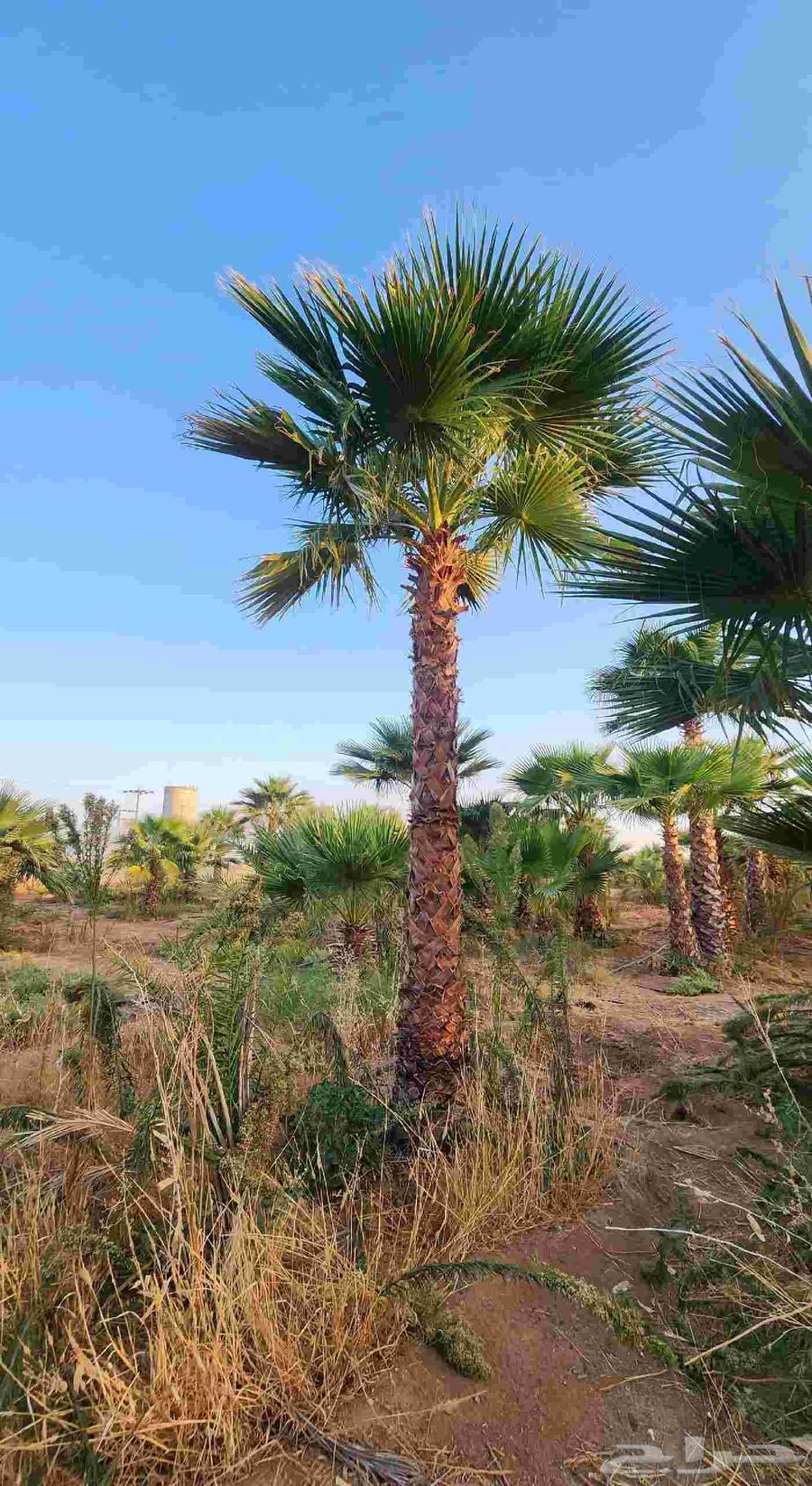 زراعة نخيل واشنطونيا64244999574786110