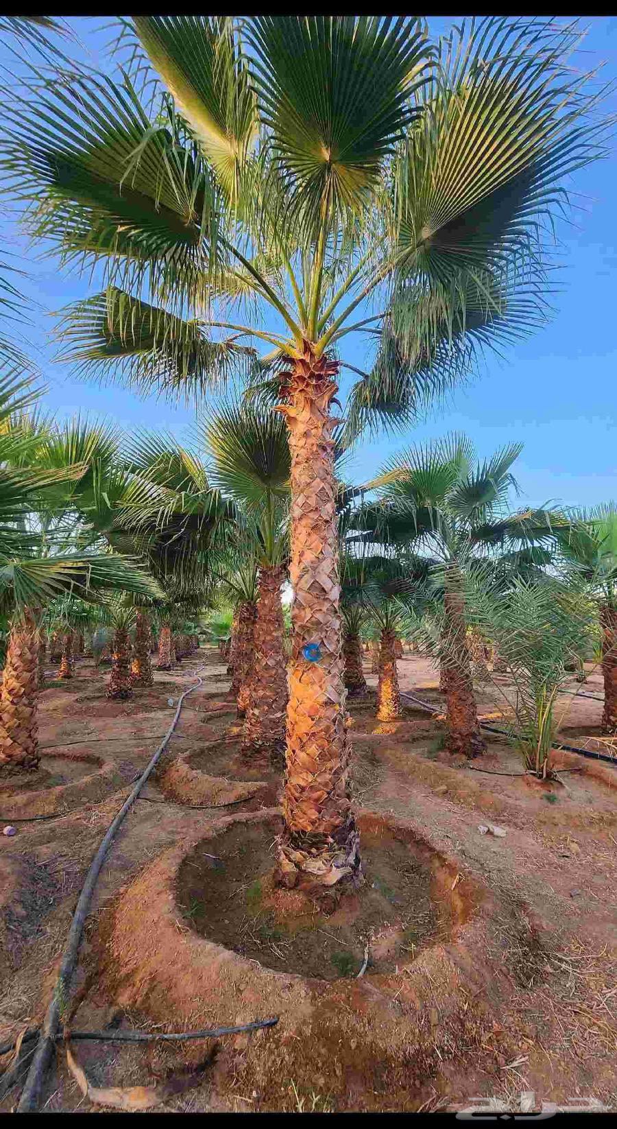 زراعة نخيل واشنطونيا64244999574786114