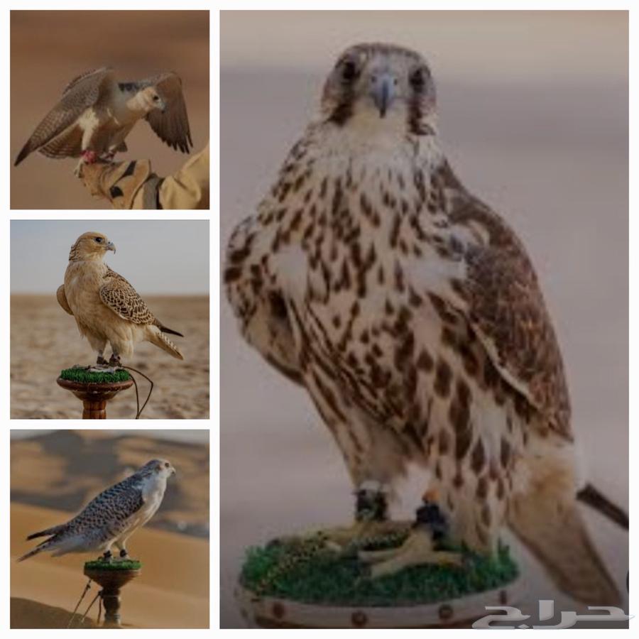 Transporting falcons to all regions of the Kingdom64245001194498110