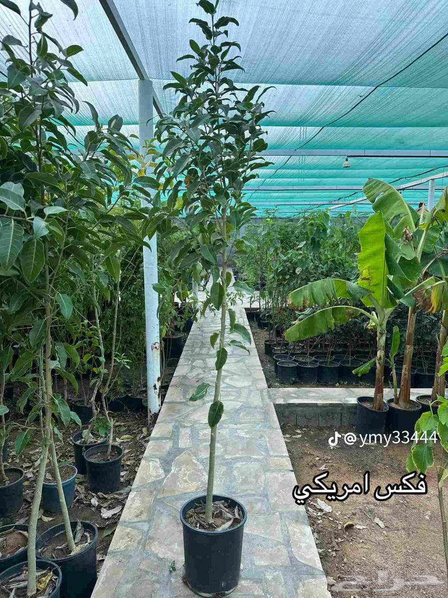 مقاول شبوك وزيتون64250136764545114