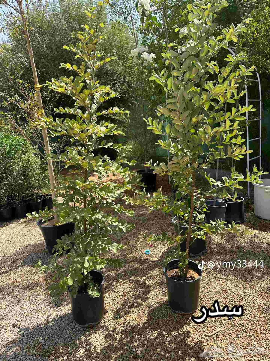 مقاول شبوك وزيتون64250136764545113