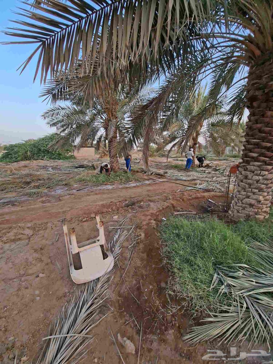 Al-Ghat Agricultural Complex, Al-Zulfi, Sider, Al-Qassim, Buraydah, Unayzah, Ar-Rass, Al-Riyadh64249722360834113