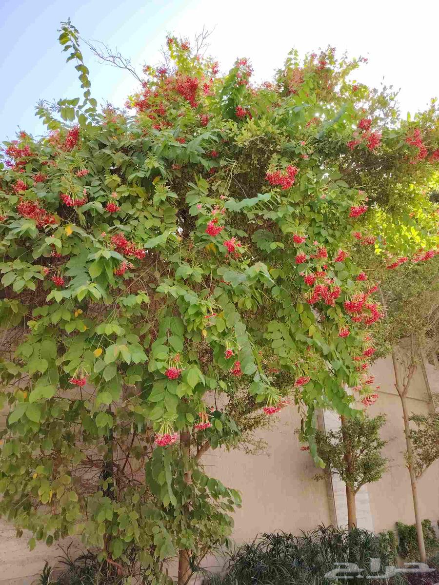 تنسيق حدائق ومنتزهات وتنسيق كافت انواع الزهور والاشجار64254824520449110