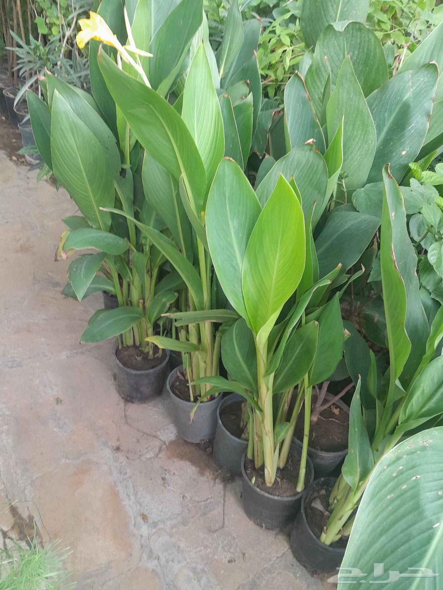 تنسيق حدائق تنفيذ ملاعب كره قدم معتمدة64254666505601113