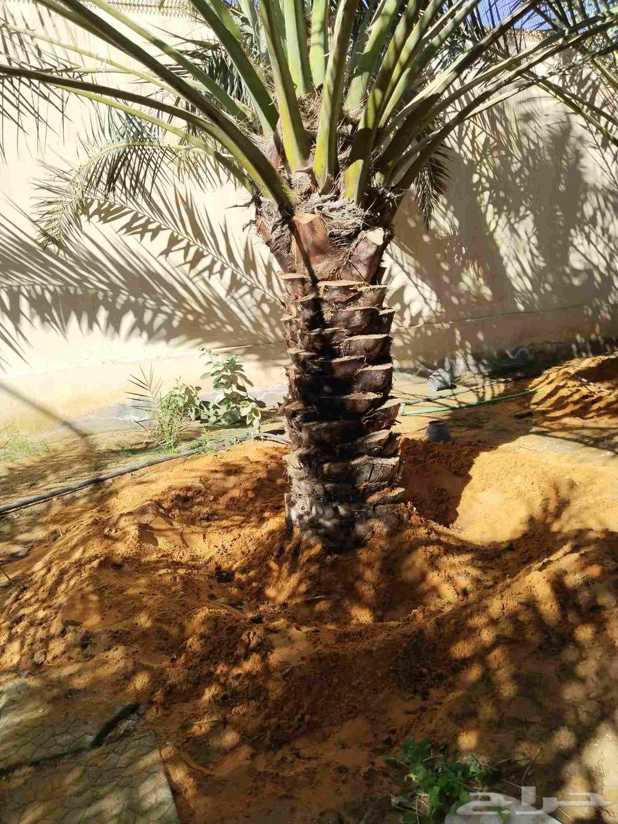 تكريب وتنظيف وشذاب نخل العربي ول واشنطونيا وتغيير التربه الم64249505528451112