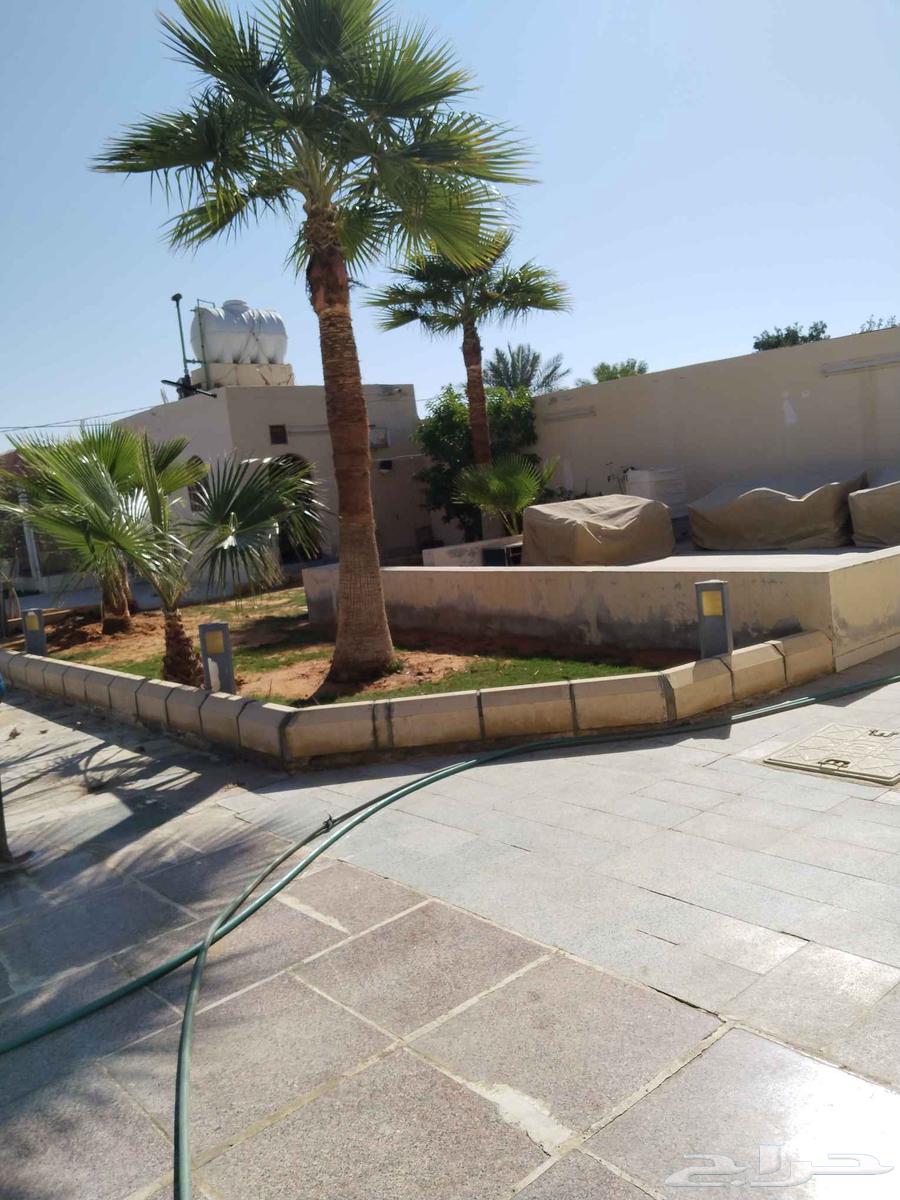 تكريب وتنظيف وشذاب نخل العربي ول واشنطونيا وتغيير التربه الم64249505528451111