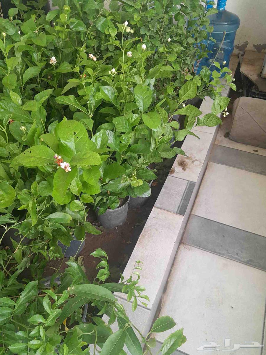 تنسيق حدائق تنفيذ ملاعب كره قدم معتمدة64254666505601114