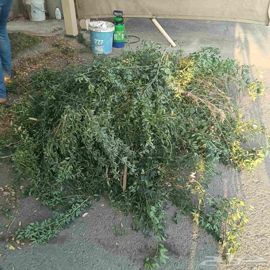 تنسيق حدائق وزراعه وتنظيف النخيل64250136549377114