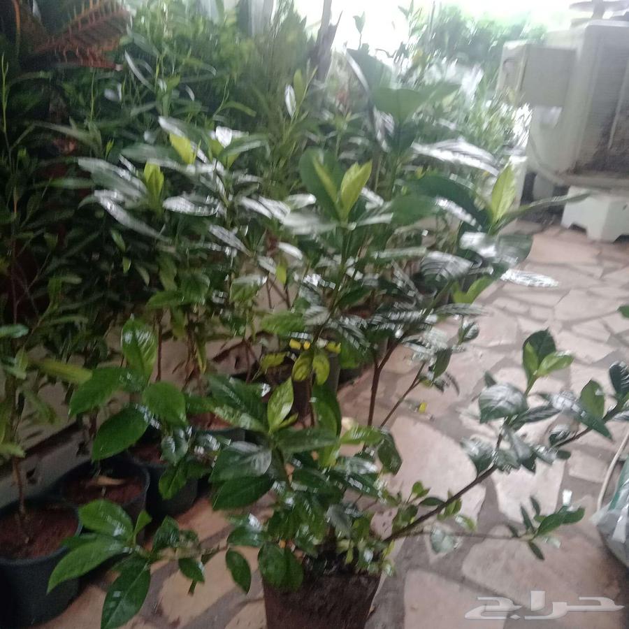 Landscape and irrigation network design by Engineer Abu Al-Hassan, supply and installation64244998898051111