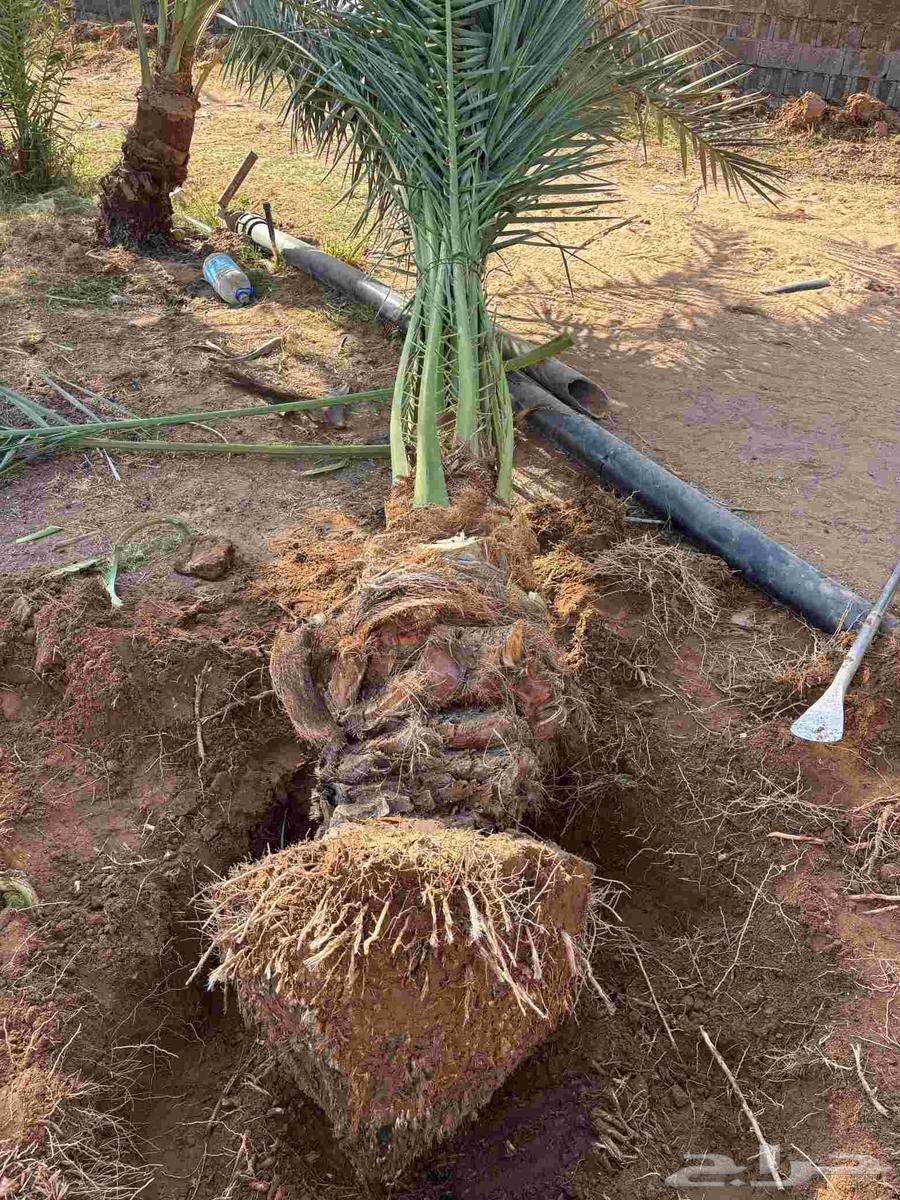 قلع وتوريد نخيل64254823304961112